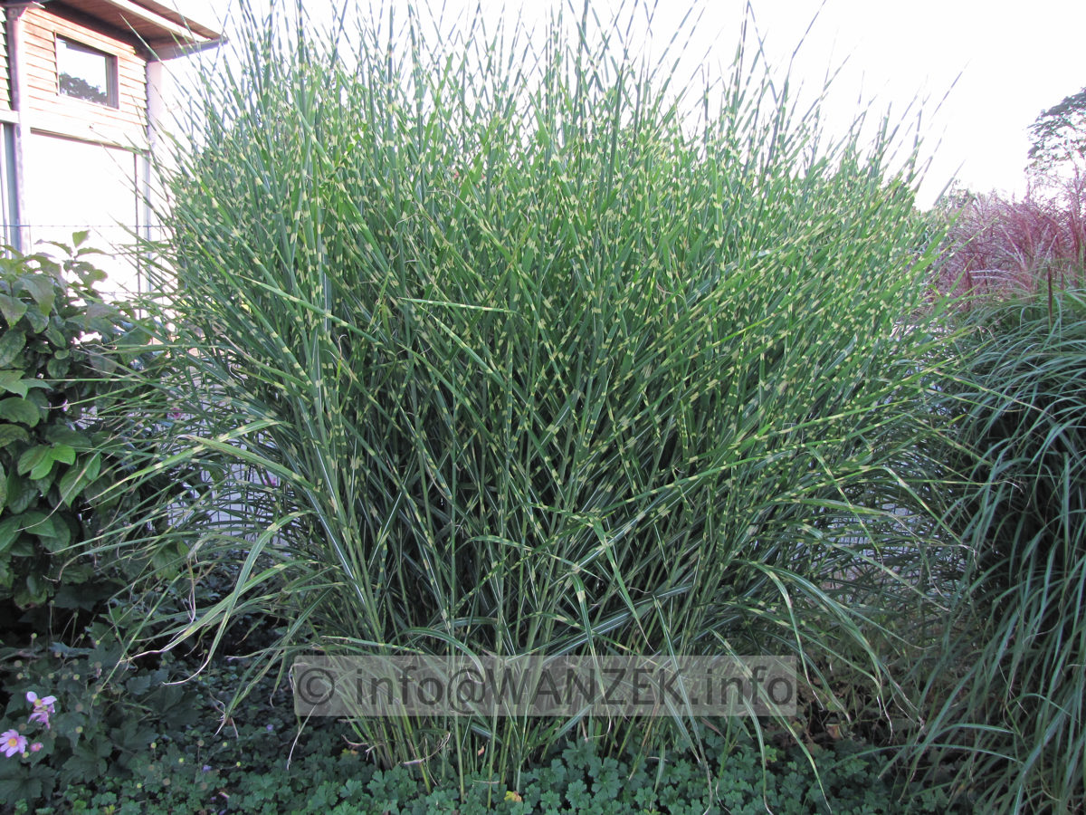 Miscanthus sinensis Zebrinus 04.JPG